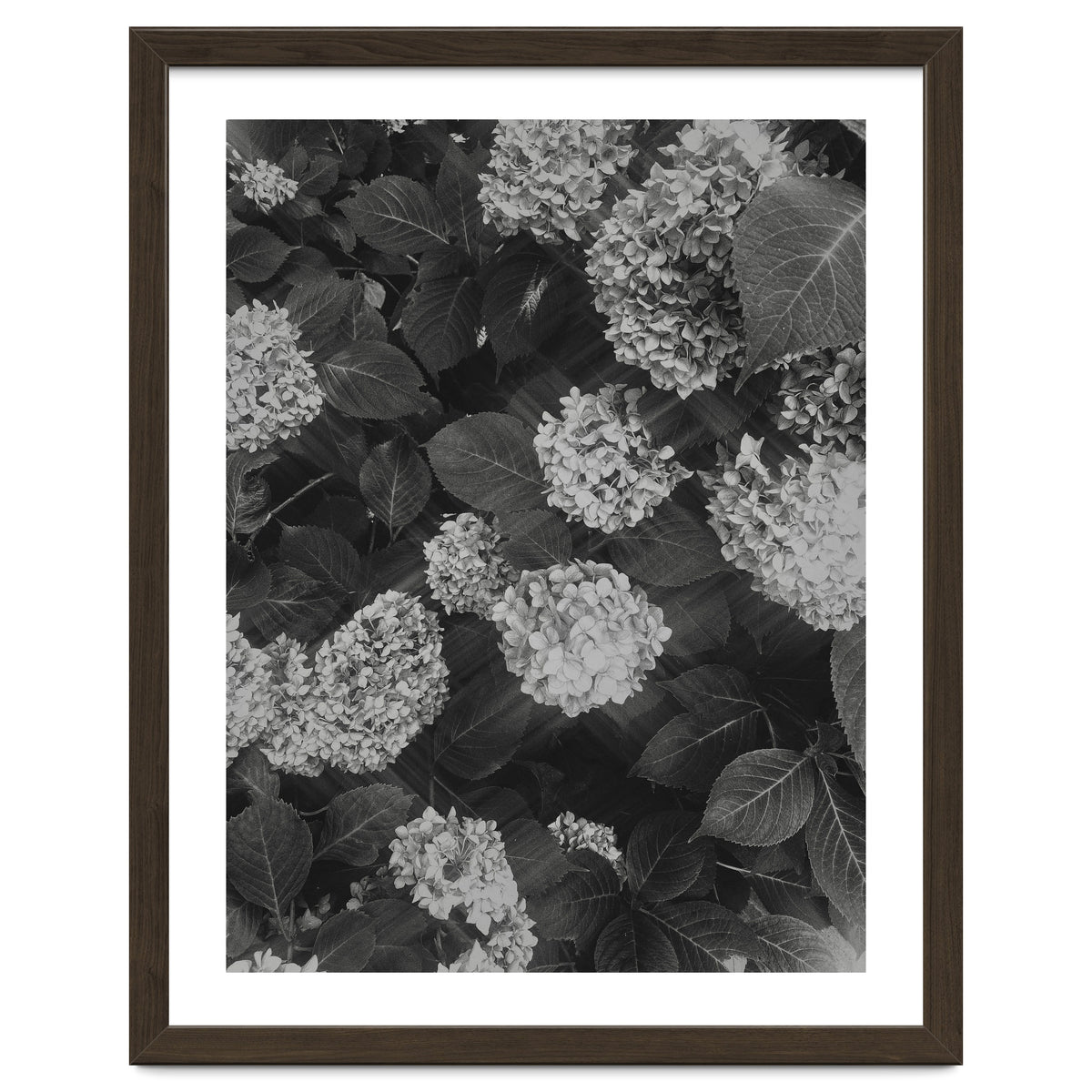 Hydrangeas | Black & White Portrait