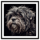 Old Dog 02 thumbnail