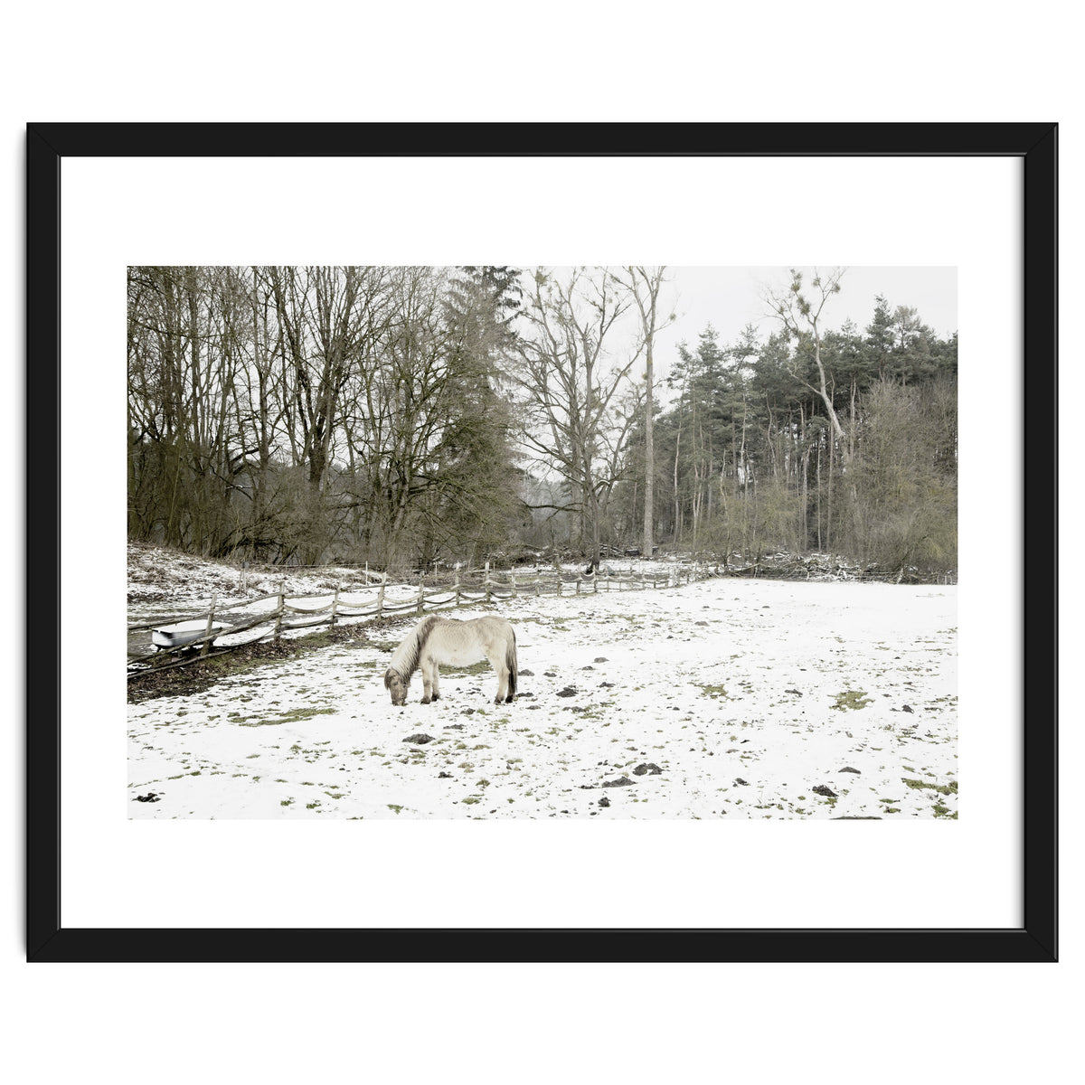 White horse in the snow field