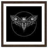 Deaths Head Moth thumbnail