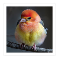Beautiful Bird With Vibrant Orange And Yellow Plumage (Print Only)