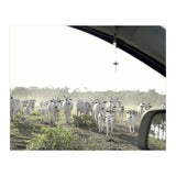 LIVING TOGETHER - WHITE COWS FAMILY (Print Only) thumbnail