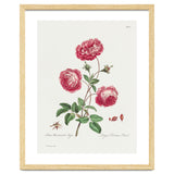 John Edwards – Larger Provence Rose (1770–1775) thumbnail
