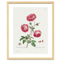 John Edwards – Larger Provence Rose (1770–1775)
