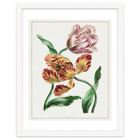 John Edwards – Various Tulips (1791)