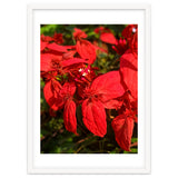 Red Quisqualls Plant Flowers thumbnail