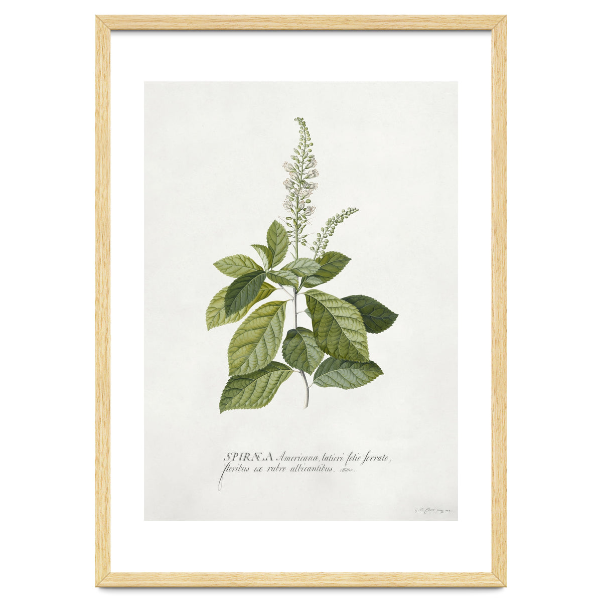 Georg Dionysius Ehret – Cinnamomum Illustration (1708–1770)