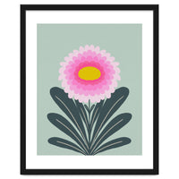 Chrysanthemum - turquoise and pink