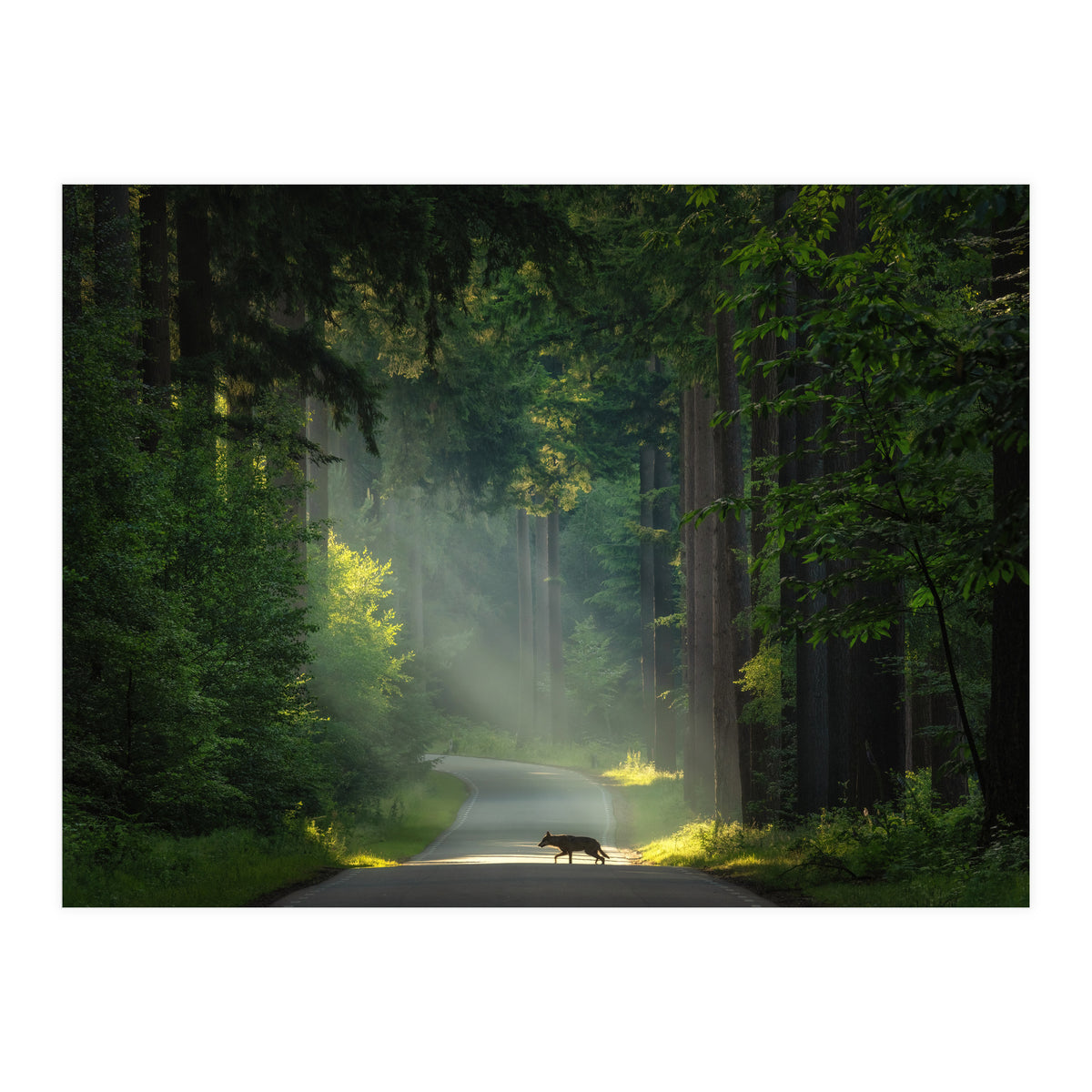 Wolf in the Netherlands (Print Only)
