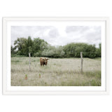 Cow in the farm thumbnail