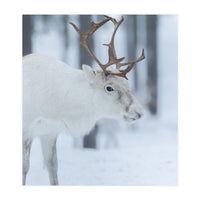 Portrait of a reindeer (Print Only)
