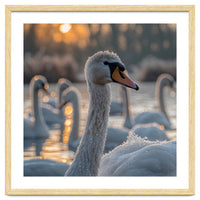 Close Up Of Swan With Water Droplets At Sunrise