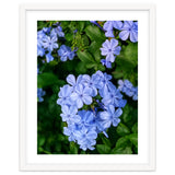 Blue Plambago Flowers thumbnail