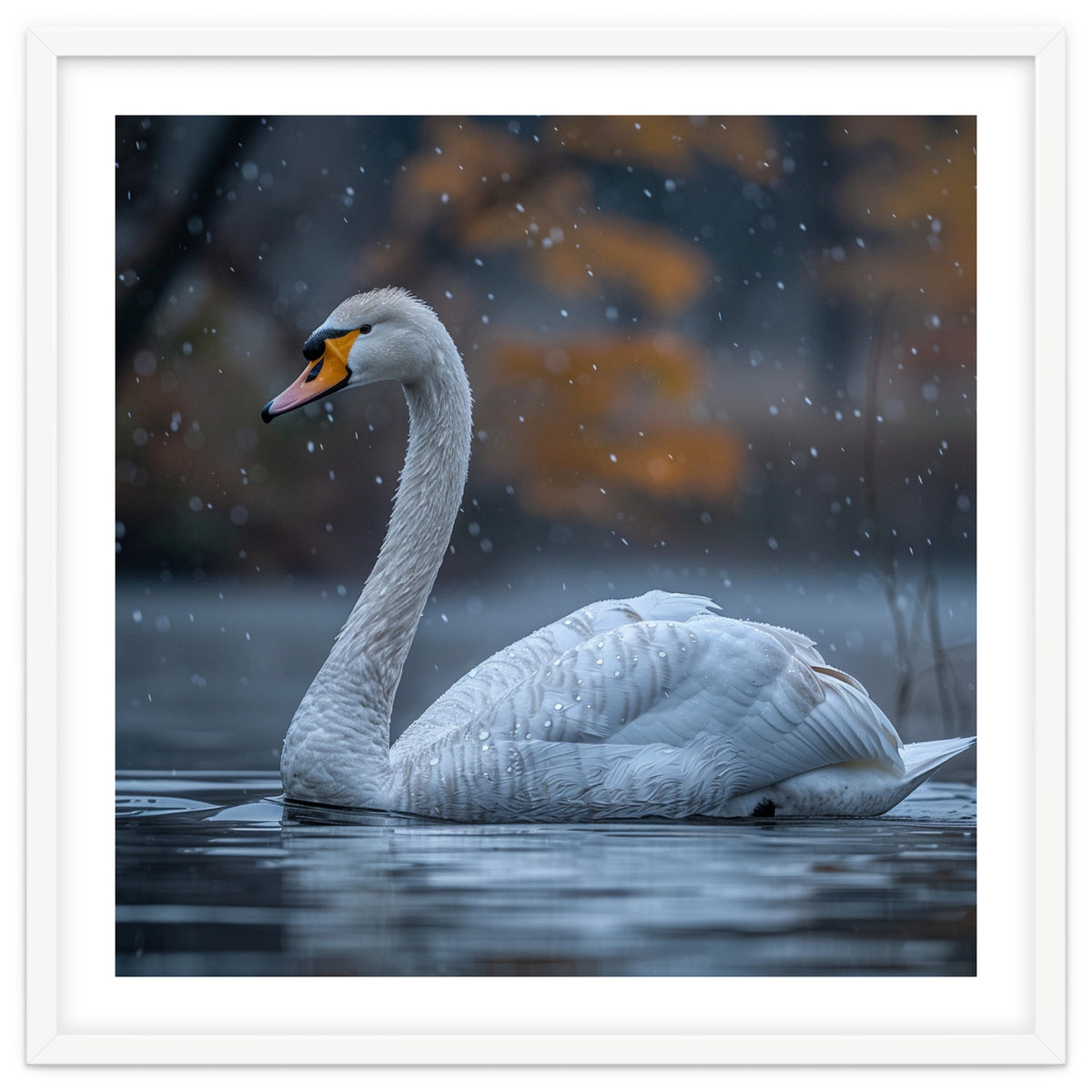 Swan Floating Gracefully On Water In Autumn