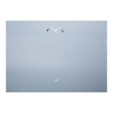 A flying seagull in the winter sky (Print Only) thumbnail