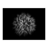 Backyard Flowers In Black And White No 48 Flow Version (Print Only) thumbnail