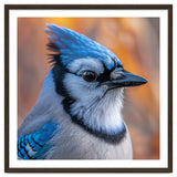Blue Jay Bird Close Up Detailed Portrait thumbnail