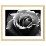 Ethereal Monochromatic Rose Petal Macro thumbnail