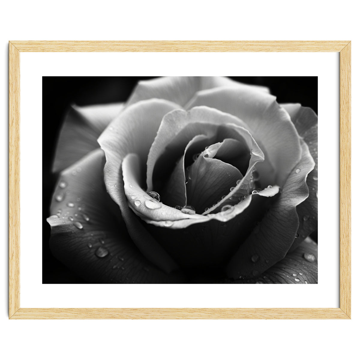 Ethereal Monochromatic Rose Petal Macro