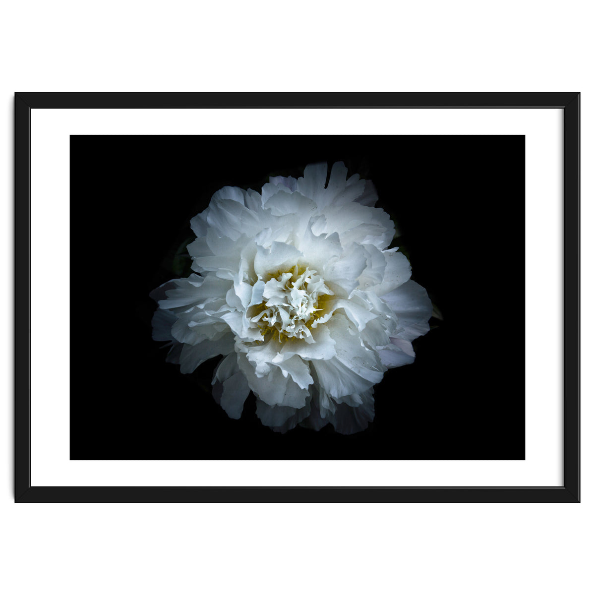 Backyard Flowers No 90 Color Version