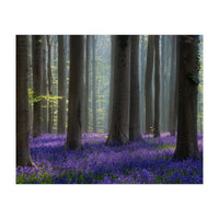 Bluebell forest (Print Only)