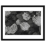 Hydrangeas | Black & White Landscape thumbnail