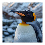King Penguin In The Snow With Frosty Head (Print Only) thumbnail