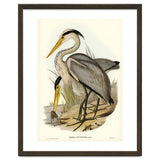 Elizabeth Gould – Great Grey Heron (Ardea leucophaea) | Birds of Australia Illustration thumbnail