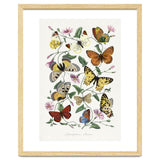Paul Gervais – Butterfly and Moth Natural History Illustration (1842) thumbnail