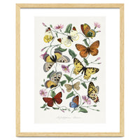 Paul Gervais – Butterfly and Moth Natural History Illustration (1842)