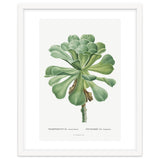 Pierre-Joseph Redouté – Sempervivum Canariense (1799) thumbnail