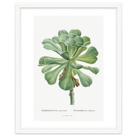 Pierre-Joseph Redouté – Sempervivum Canariense (1799)