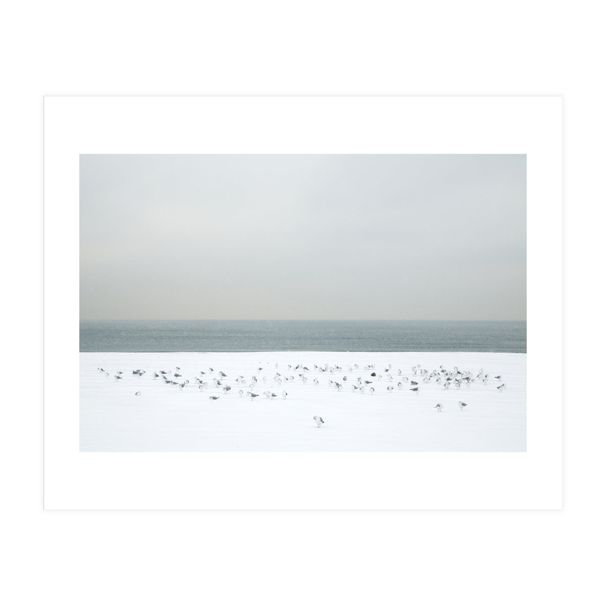 Seagulls in the winter snow beach (Print Only)
