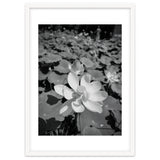 Hylas | Black & White thumbnail