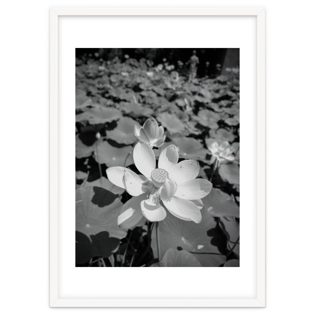 Hylas | Black & White