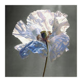 Shirley Poppy | Morning Silk (Print Only) thumbnail