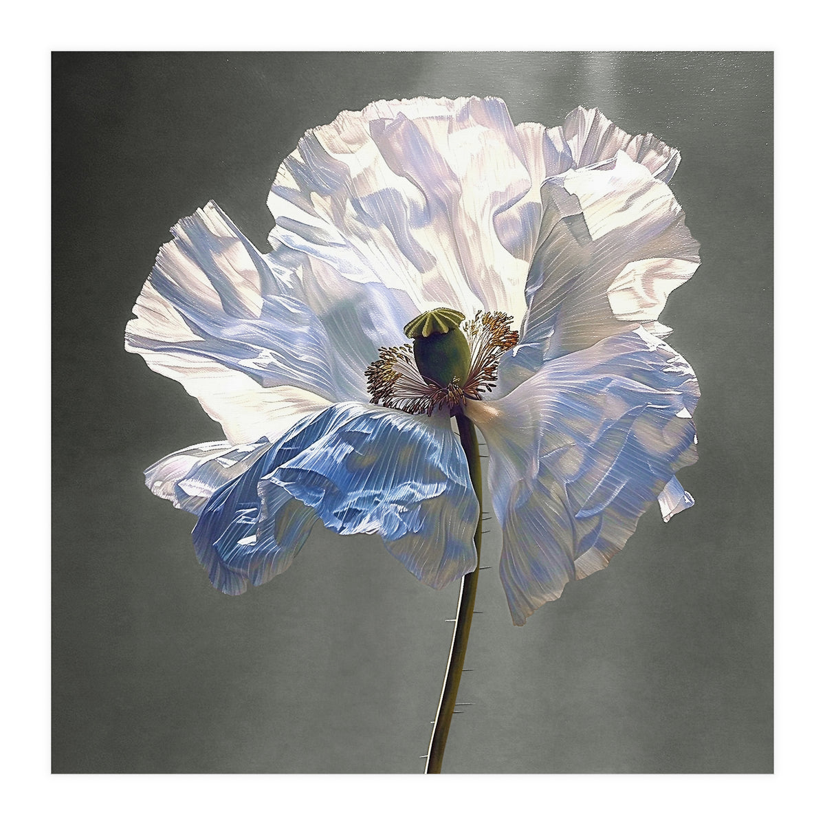 Shirley Poppy | Morning Silk (Print Only)