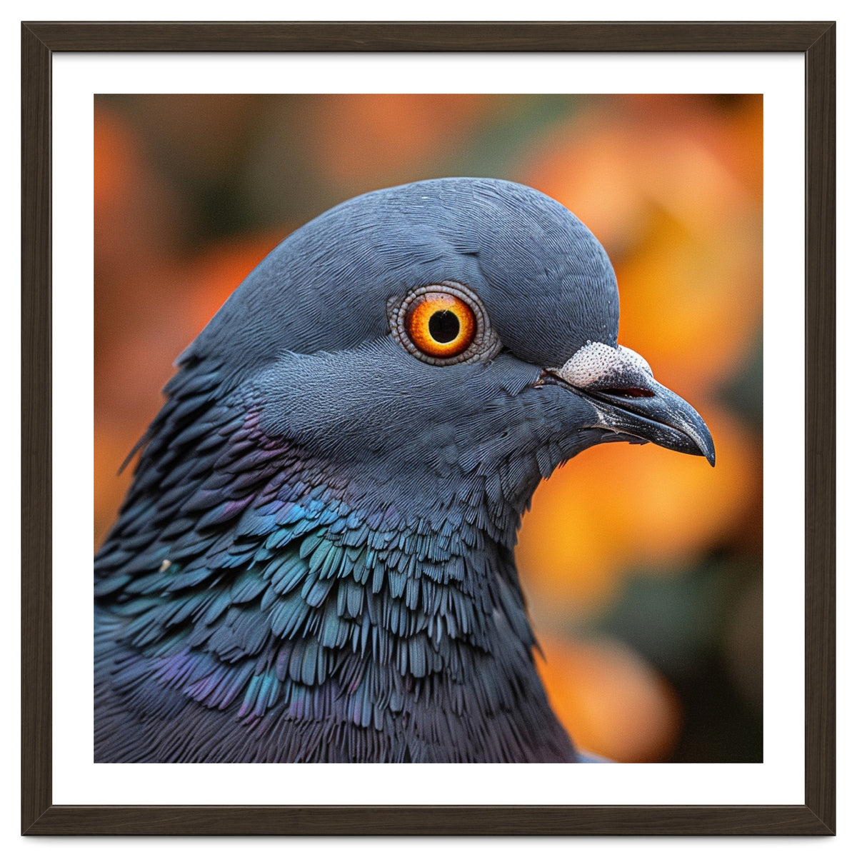 Close Up Of A Pigeon's Head And Neck