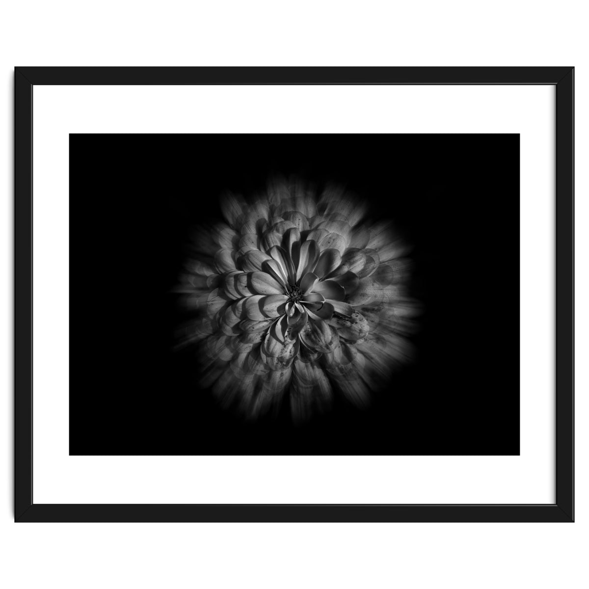 Backyard Flowers In Black And White No 48 Flow Version