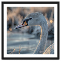 Close Up Of A Swan Covered In Frost