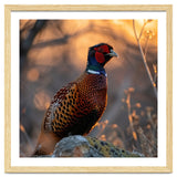 Pheasant Bird Standing On Rock Sunrise Light thumbnail