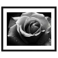 Ethereal Monochromatic Rose Petal Macro