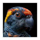 Close Up Of A Colorful Parrot Bird's Head (Print Only) thumbnail