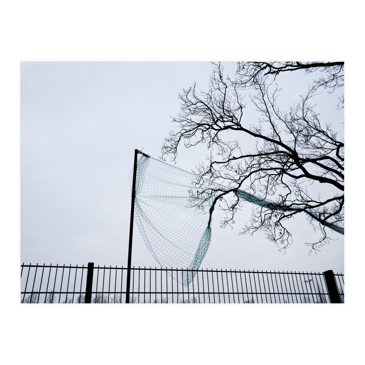 Net caught in a tree (Print Only)