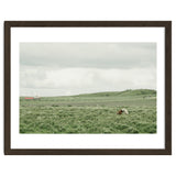 Horses in the middle of the green field - Iceland thumbnail
