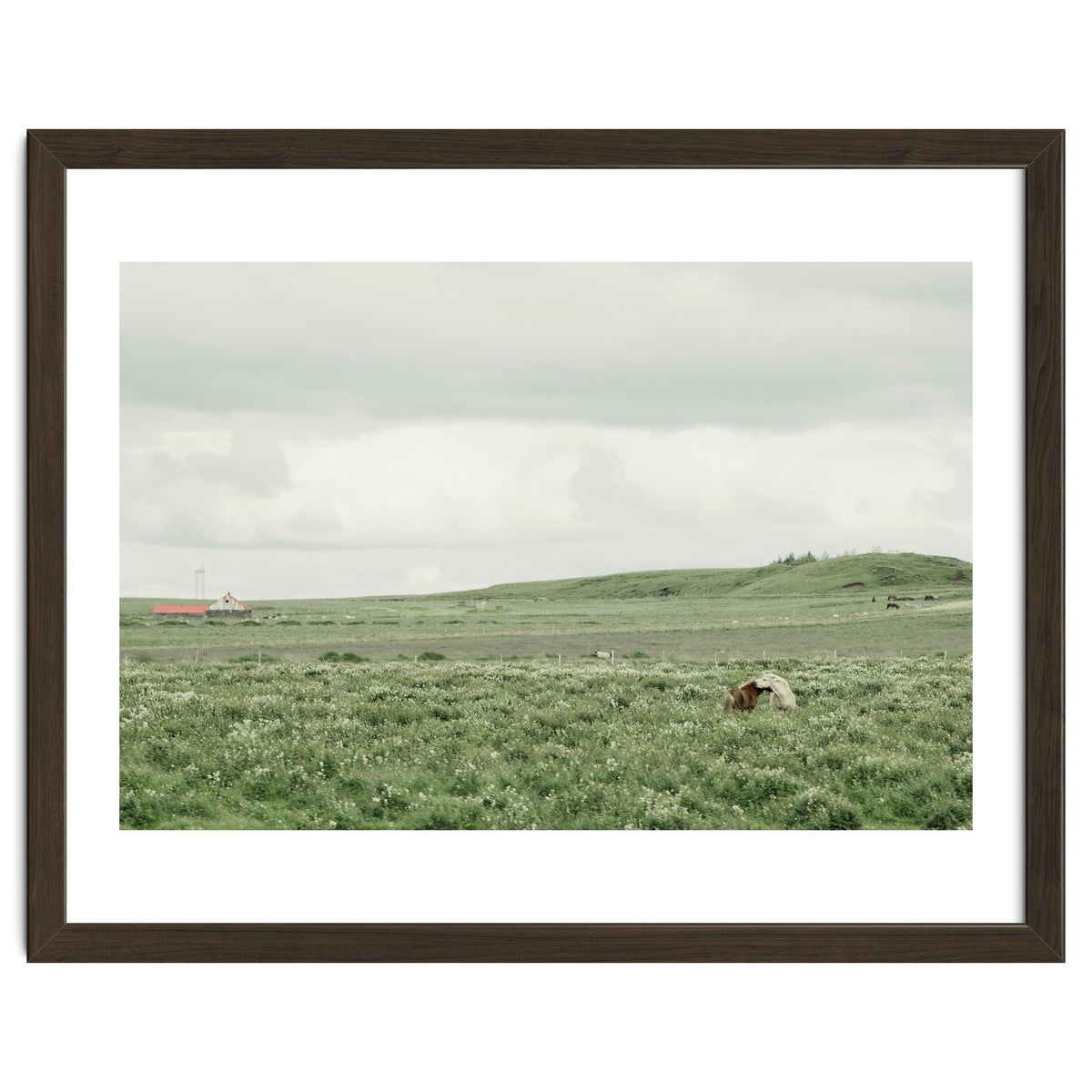 Horses in the middle of the green field - Iceland