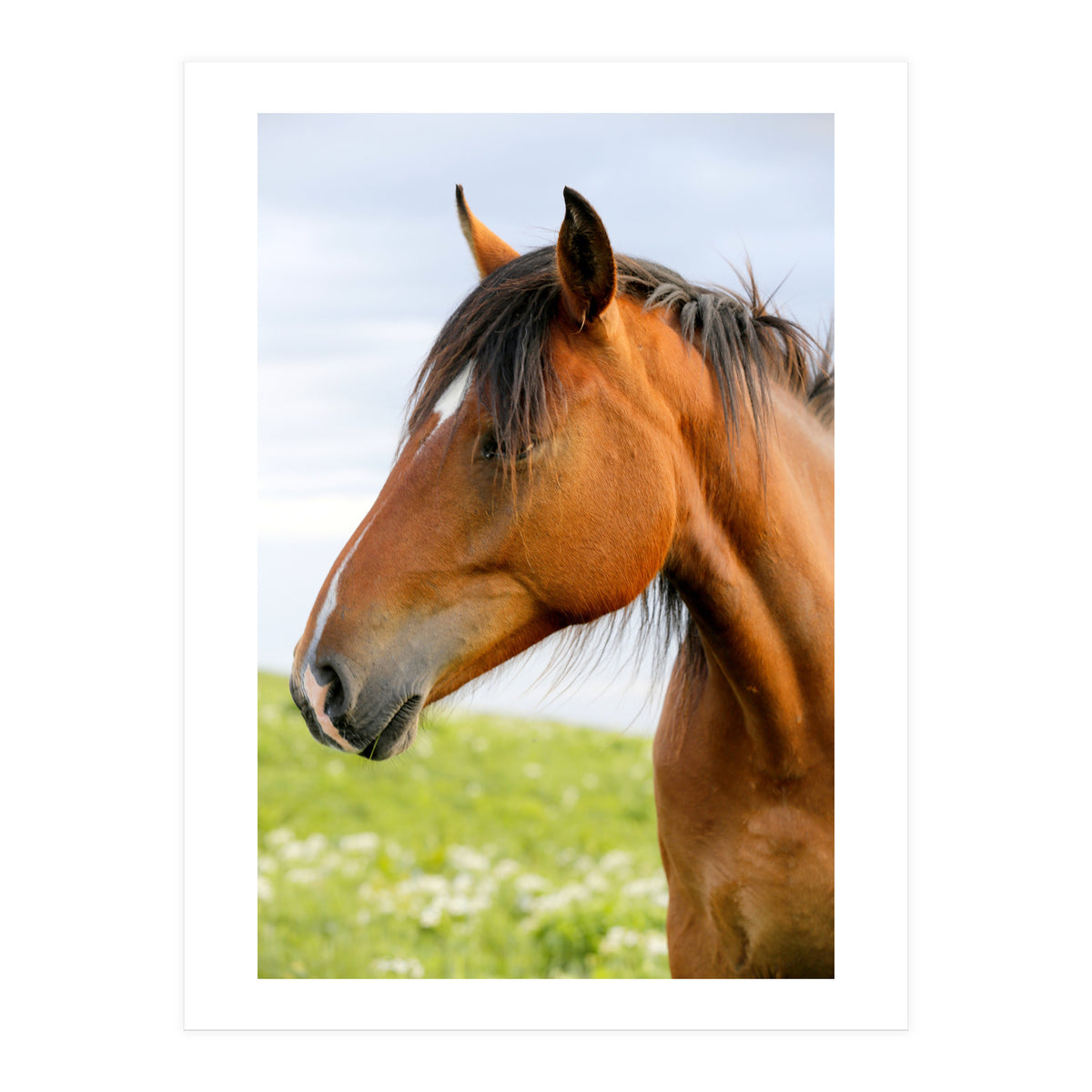 Horse Portrait (Print Only)