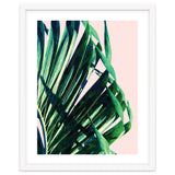 Palm V2 thumbnail