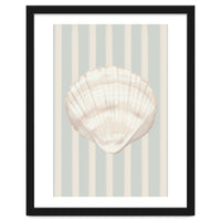 Sea shell