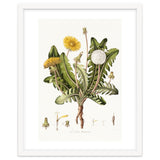William Curtis – Dandelion (1777–1798) thumbnail